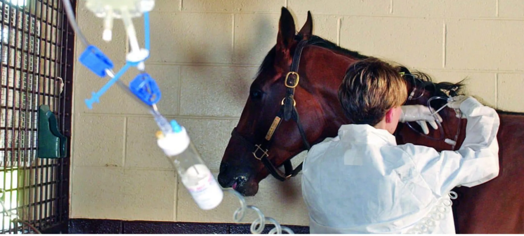 Staff member working on an IV for a horse